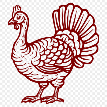 A full-body illustration of a domesticated turkey, suitable for various applications.