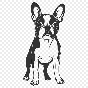 A full-body illustration of a Boston Terrier standing on all fours.