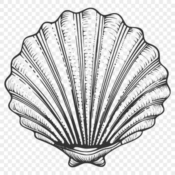 A digital illustration of a seashell with intricate details.