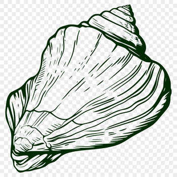 A detailed illustration of a seashell in vector format, suitable for digital design projects.