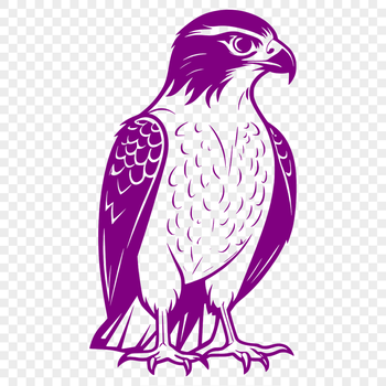 A detailed illustration of a falcon in vector format for commercial and personal use.