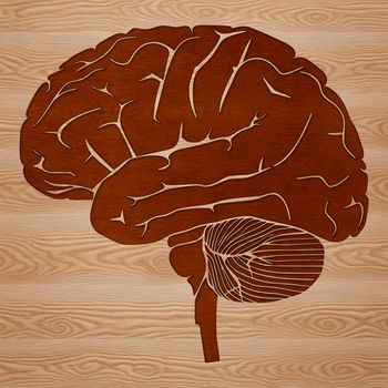 Detailed diagram of a human brain rendered as a scalable vector graphic (SVG) file.