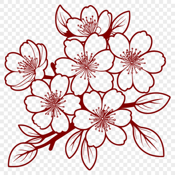A stylized illustration of a cherry blossom flower in bloom, suitable for vector graphics.