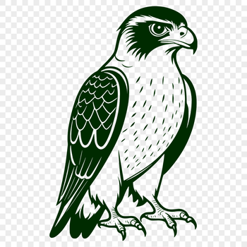A detailed illustration of a falcon bird in vector format.