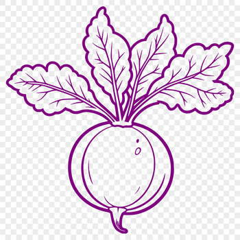 An SVG graphic of a radish in vector format.