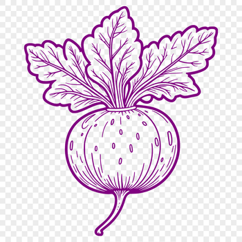 A high-quality SVG illustration of a radish root vegetable.