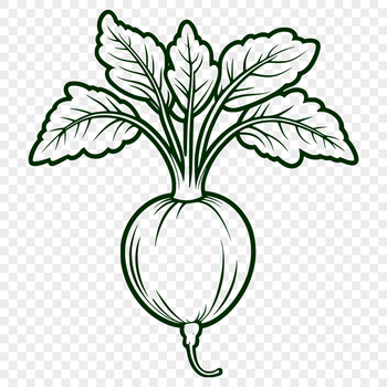 A detailed illustration of a radish vegetable in vector format.