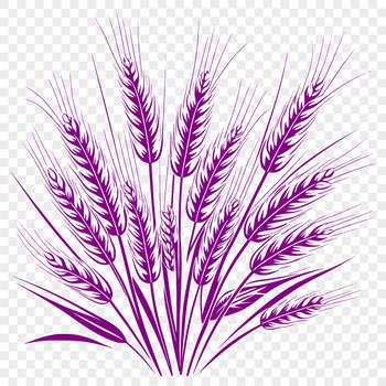 A stylized illustration of wheat in vector format.