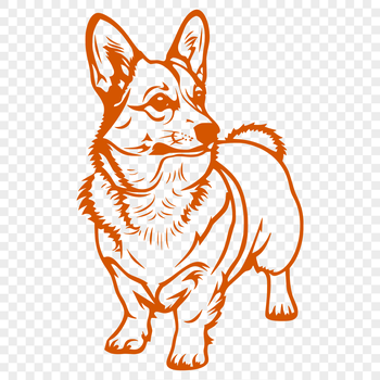 A close-up and clear view of a standing Welsh Corgi dog from head to paws.