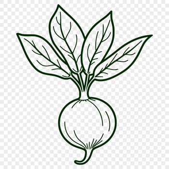 A simplified vector illustration of a radish with clean lines and minimal detail.