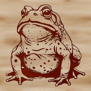 A detailed illustration of a wild toad in various poses and angles.