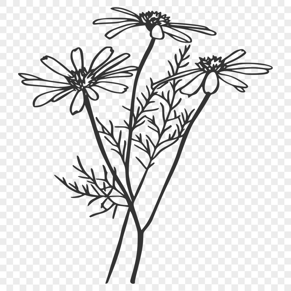 Free Wild Flower PNG - For Laser Engraver Project