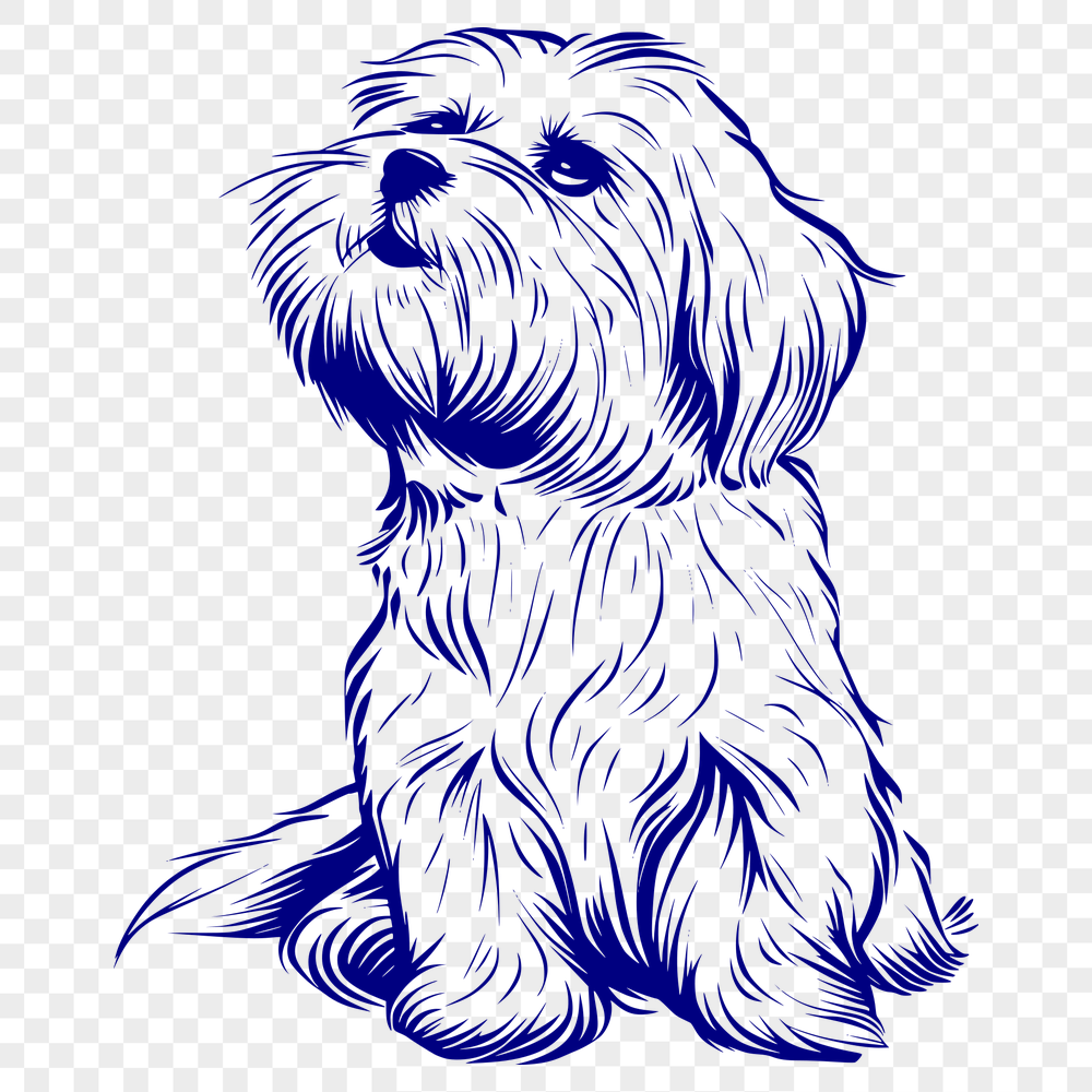 Beautiful Sitting Havanese PDF