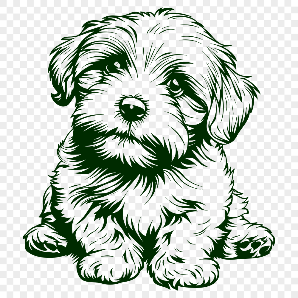 Stunning Sitting Havanese Clipart