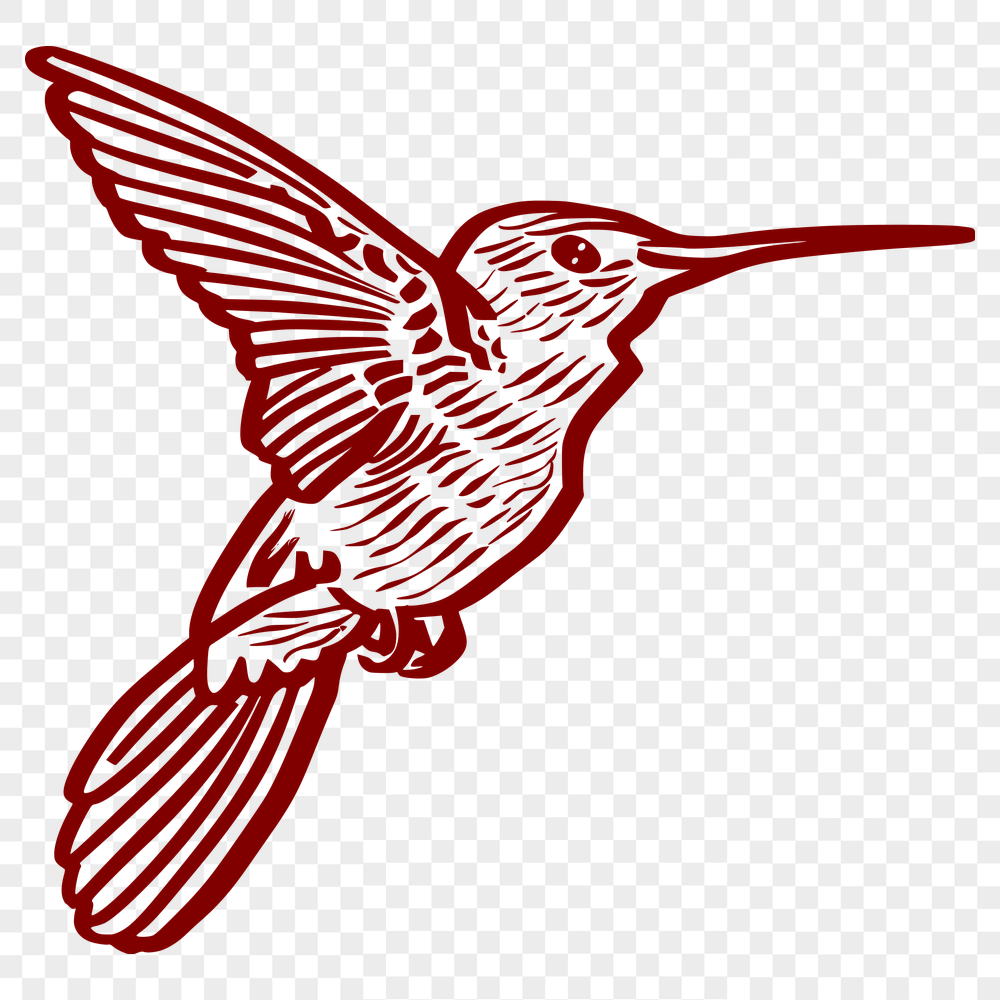 Stunning Hummingbird Vector Drawing