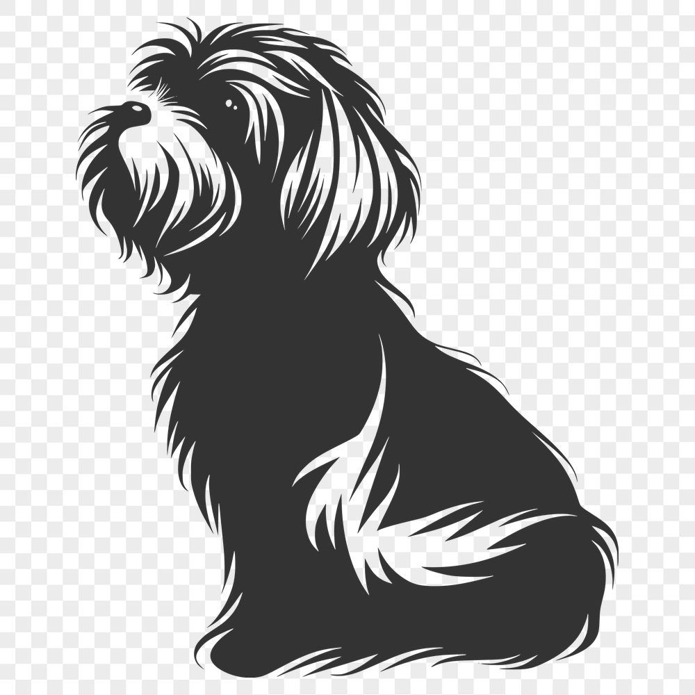 Stunning Sitting Havanese - PNG