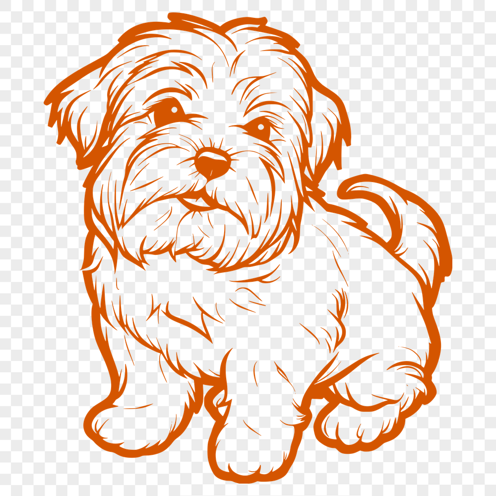 Stunning Sitting Havanese PNG