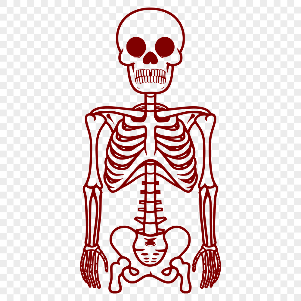 Skeleton Vector Image In SVG, PNG, PDF And DXF File Formats