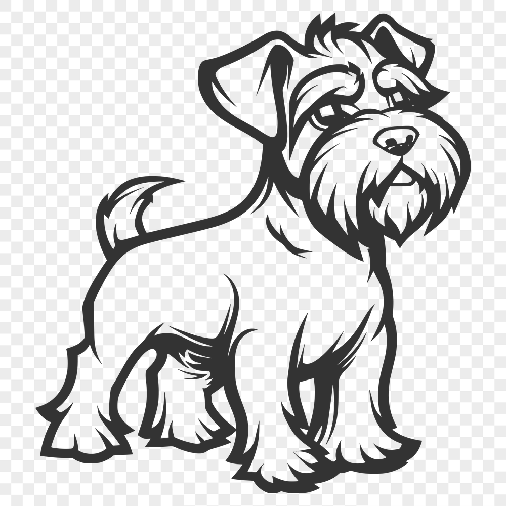 Free Stunning Miniature Schnauzer Drawing