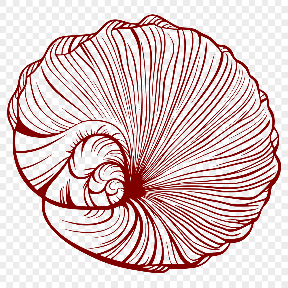 Free Stunning Seashell - Free DXF Download, Commercial Use