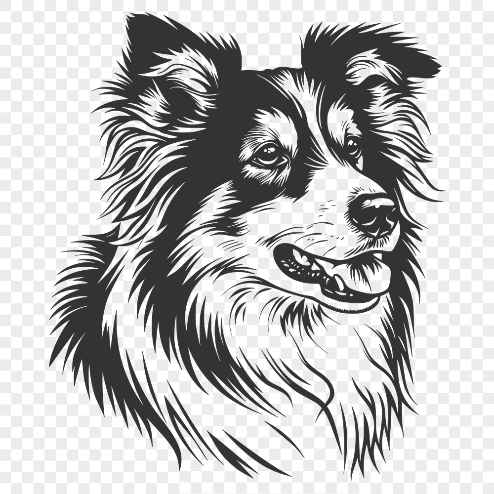 Free Beautiful Shetland Sheepdog Vector Art