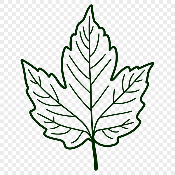 Smooth Edged SVG Illustration Leaf A detailed illustration of a single leaf with smooth edges, suitable for digital designs.