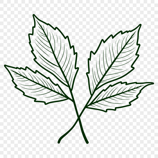 A high-quality vector leaf illustration in scalable SVG format.