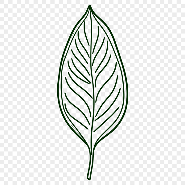 A detailed illustration of a single leaf with intricate veins, suitable for vector design projects.