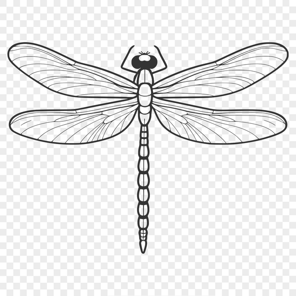 Vector Dragonfly Illustration A digital illustration of a dragonfly in vector format.