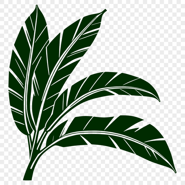 A single leaf with detailed veins and edges, ideal for vector design in Illustrator or Procreate.