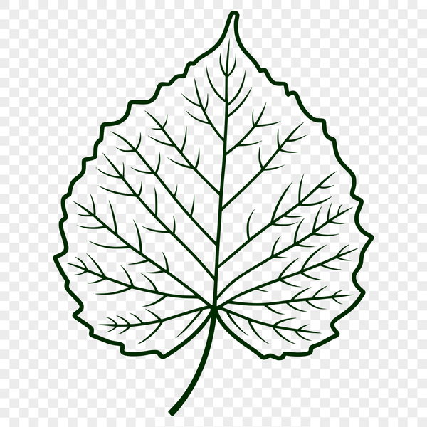 Beautiful Green Leaf Vector Illustration A simple, high-quality vector illustration of a single green leaf with veins.