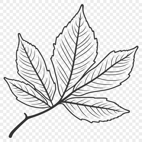 Realistic Green Leaf Illustration A detailed illustration of a single green leaf with a realistic shape and texture.