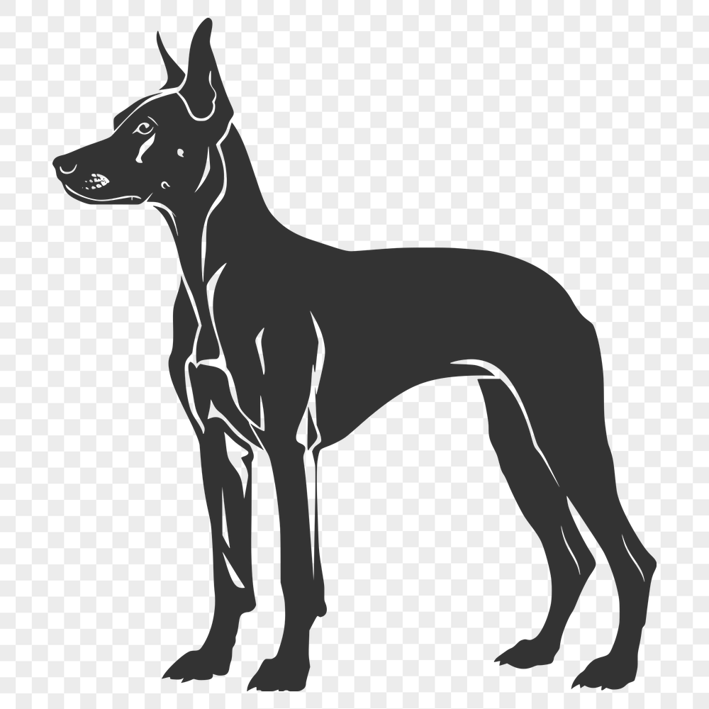 Free Beautiful Doberman Pinscher Digital Drawing