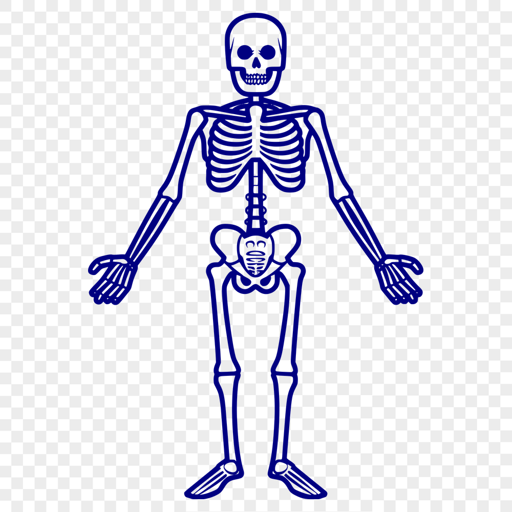 Beautiful Skeleton - SVG For Commercial Use