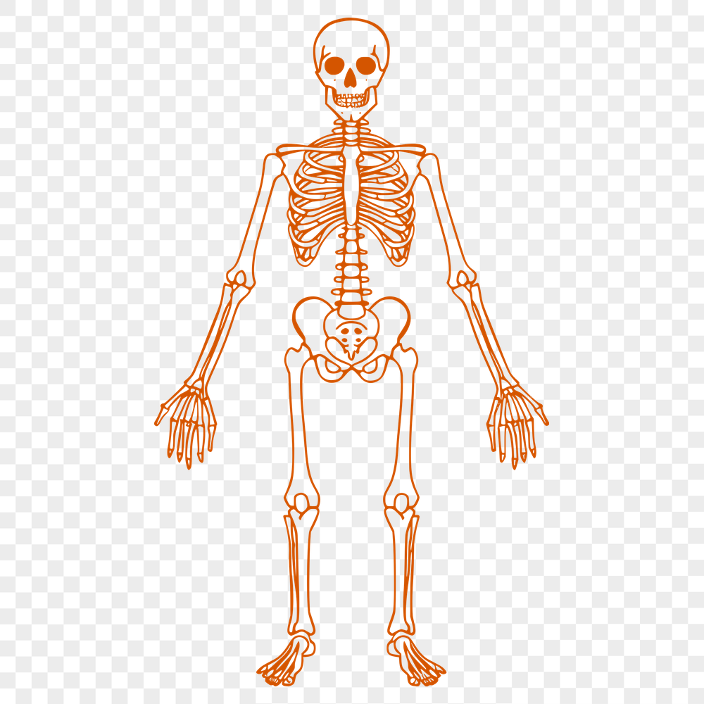 Standing Skeleton PDF - Drawing For Commercial Use