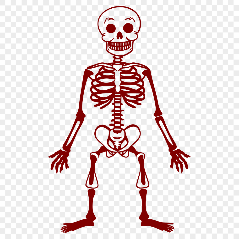 Skeleton Drawing In SVG, PNG, PDF And DXF File Formats