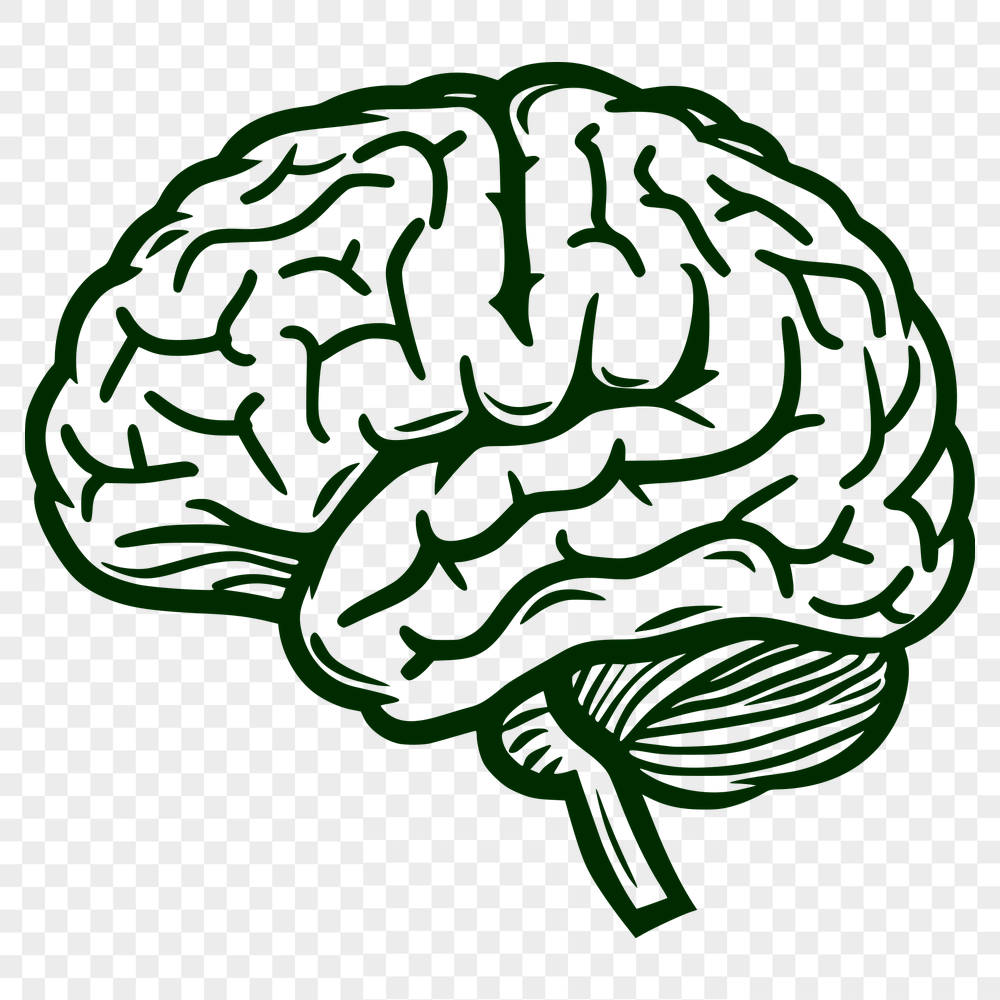 Free Unique Brain Vector Drawing