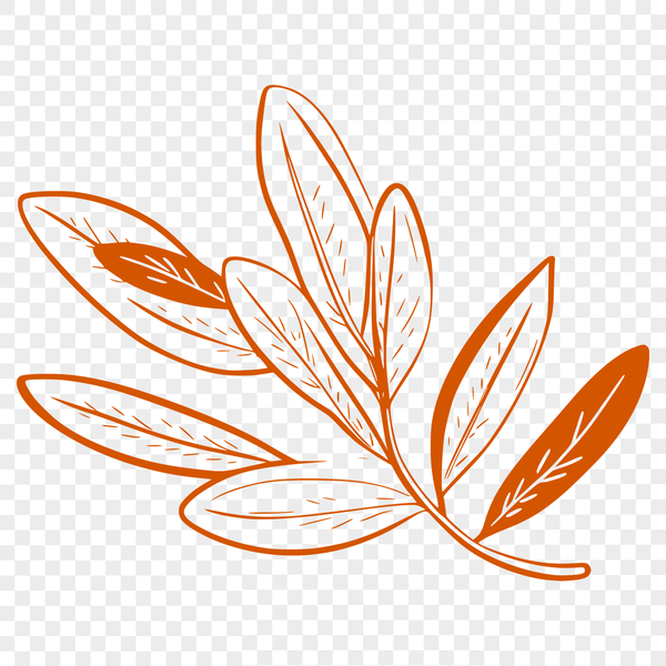 An isolated design element of a stylized leaf for digital use.