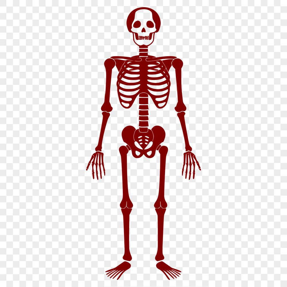 Unique Skeleton Printable Image PDF - Free Download