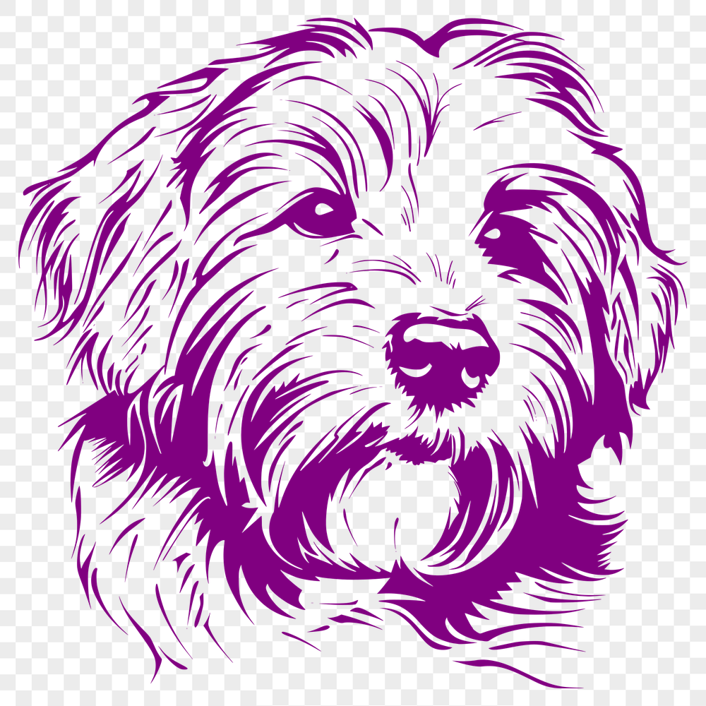 Free Beautiful Havanese Artwork