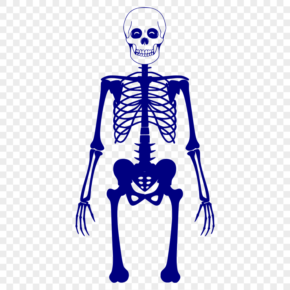 Skeleton In DXF Format - Free Commercial Use License