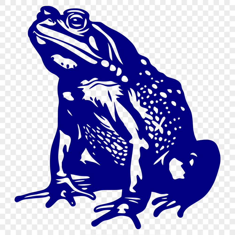 Free Beautiful Toad Image