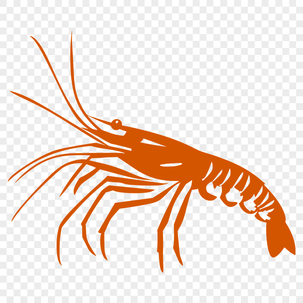 Unique Shrimp Design