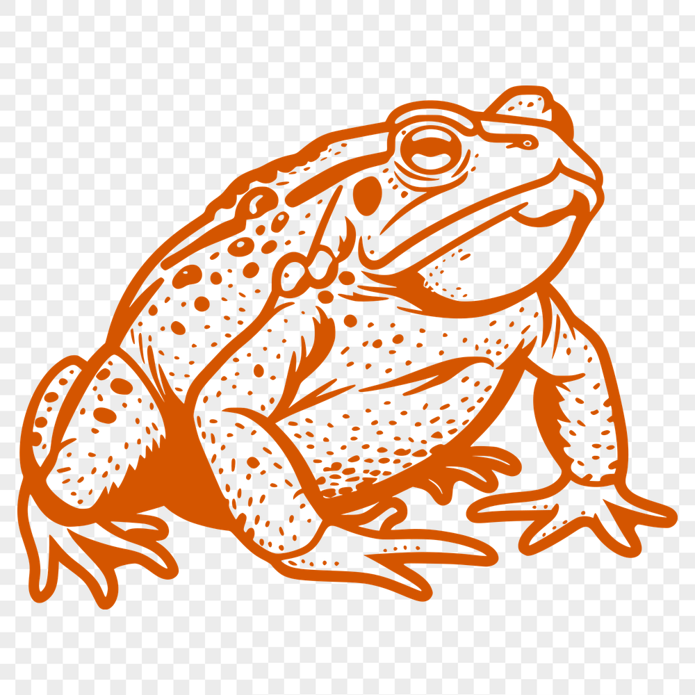 Creative Toad Vector Illustration