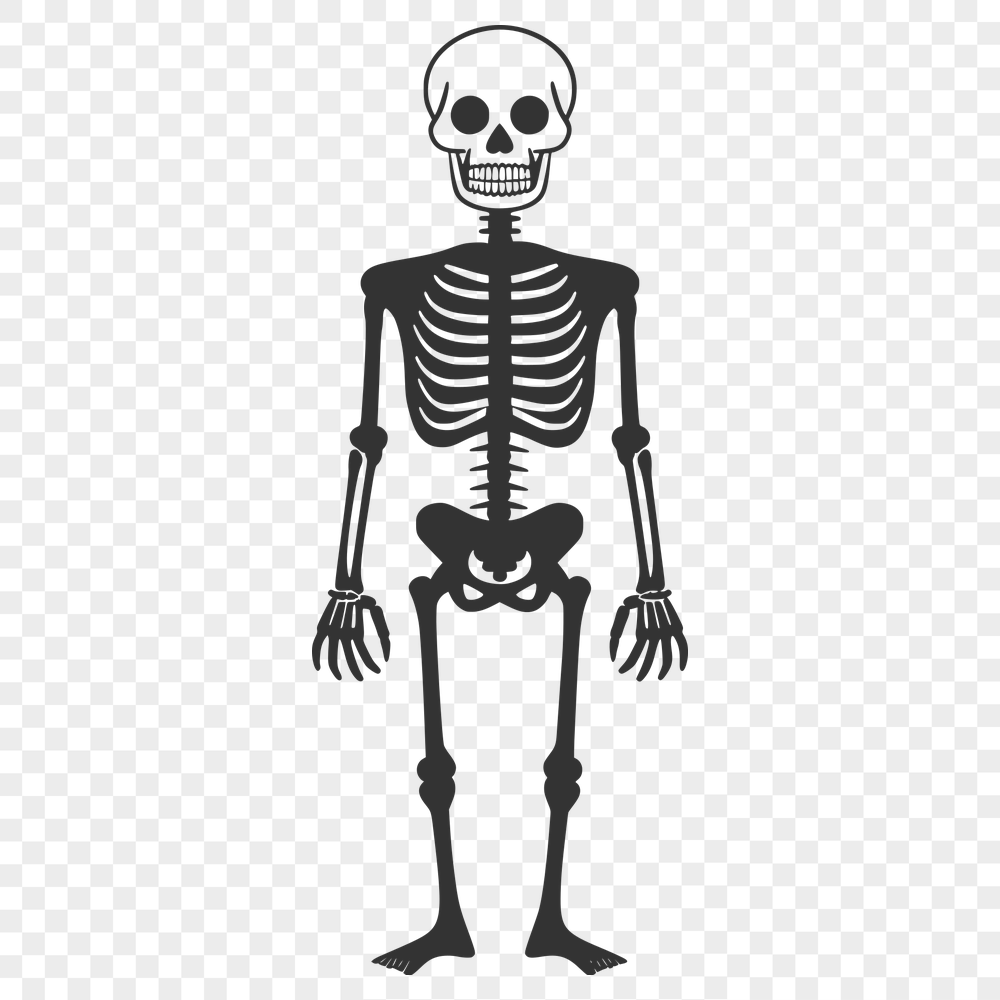 Skeleton In PDFs - Free Commercial Use License