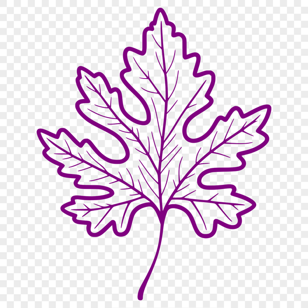 Beautiful Clip Art Leaf A single leaf with detailed veins and edges, suitable for vector design and cutting machine projects.