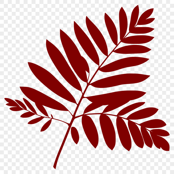 Beautiful Leaf Vector Illustration A high-quality vector illustration of a single leaf with detailed lines and shapes.