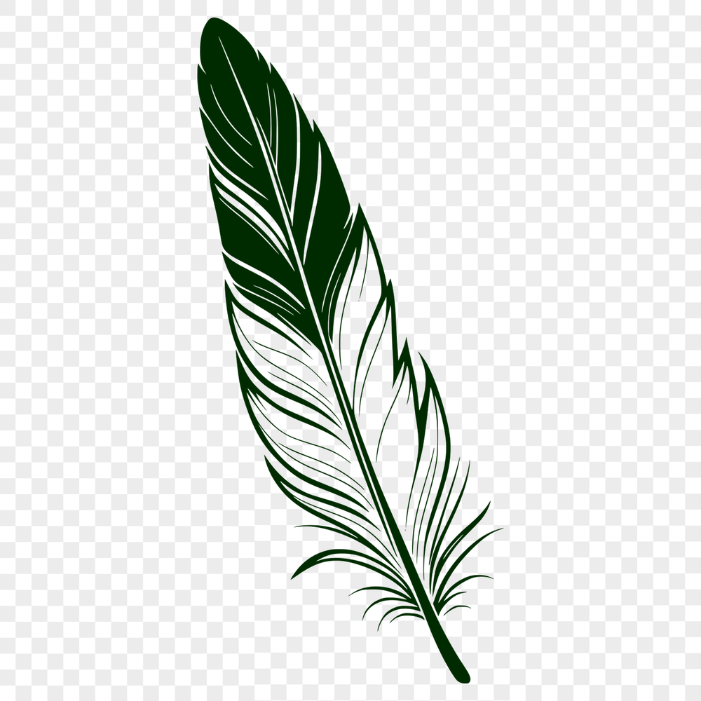 Beautiful Feather Graphic Design Element An isolated design element featuring a stylized feather graphic with clean lines and smooth curves.