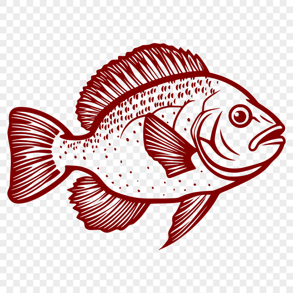 Beautiful Fish Vector Art