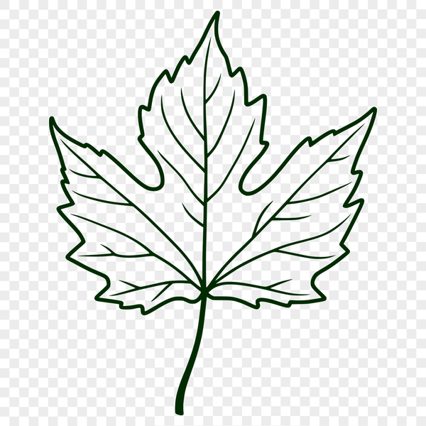 A detailed illustration of a maple leaf in vector format, suitable for graphic design and printing.